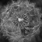 Pusteblume