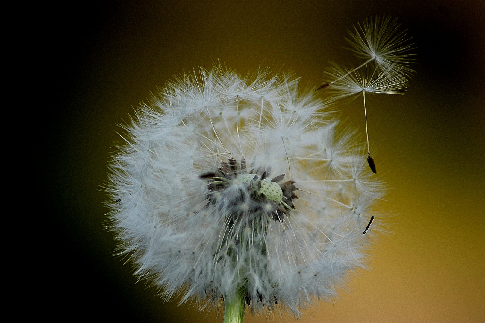 Pusteblume