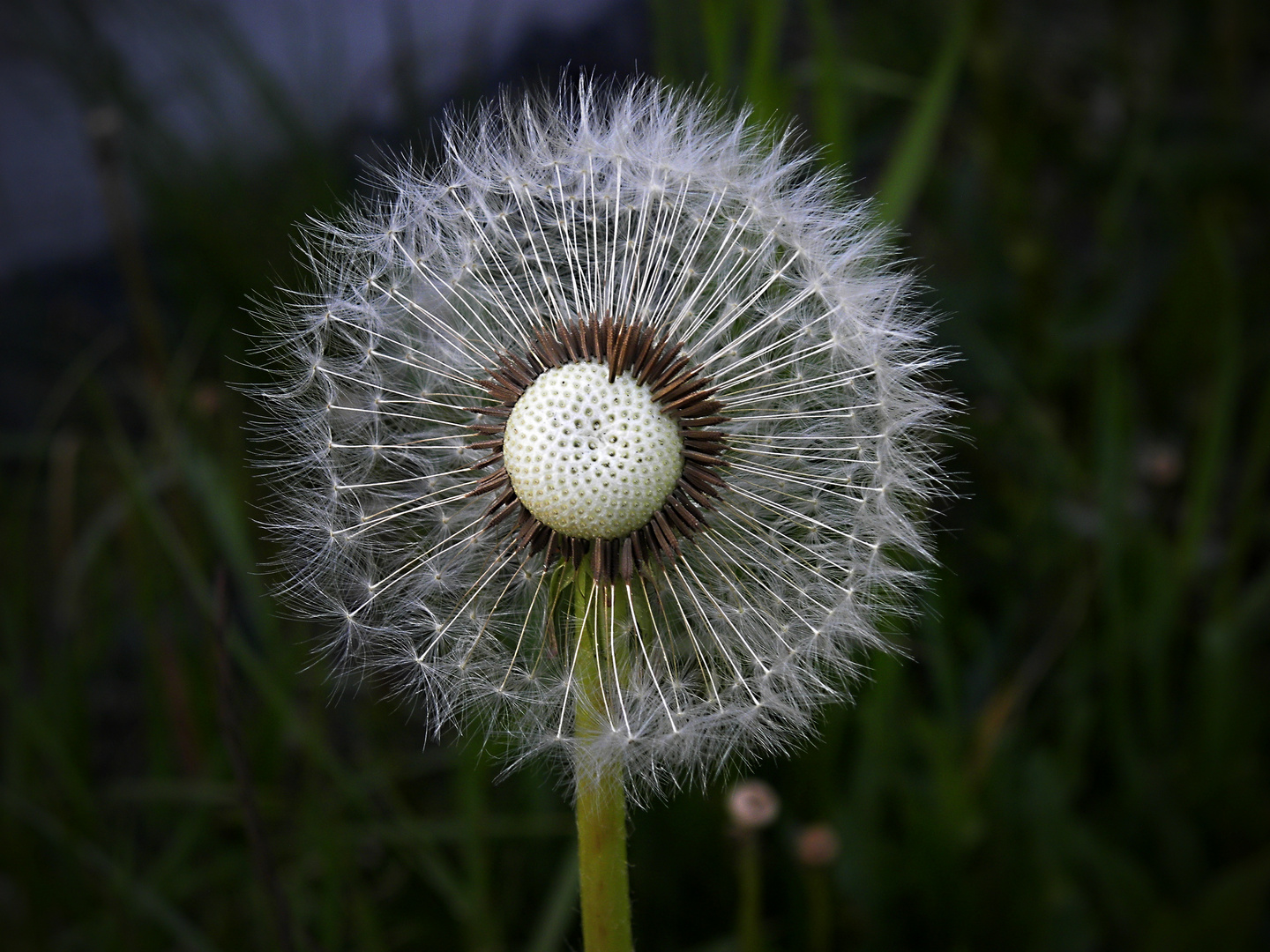 Pusteblume