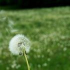 Pusteblume