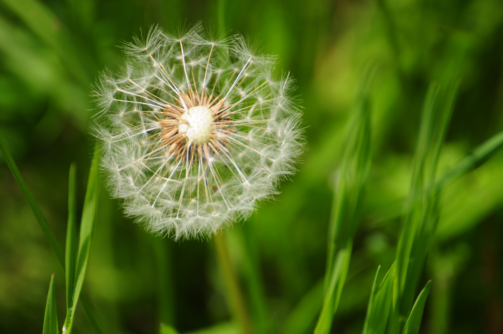 Pusteblume