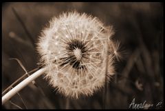 Pusteblume...*