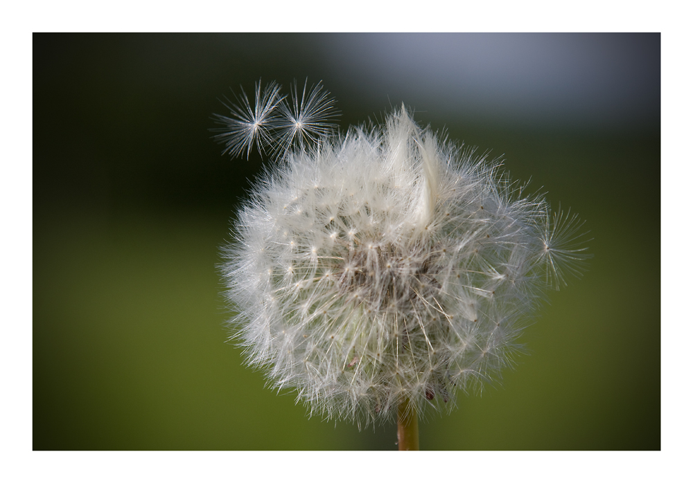 Pusteblume...