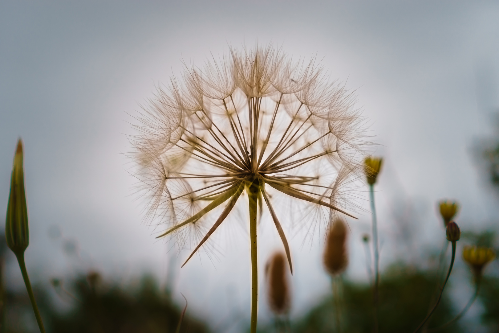 Pusteblume