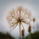 Pusteblume