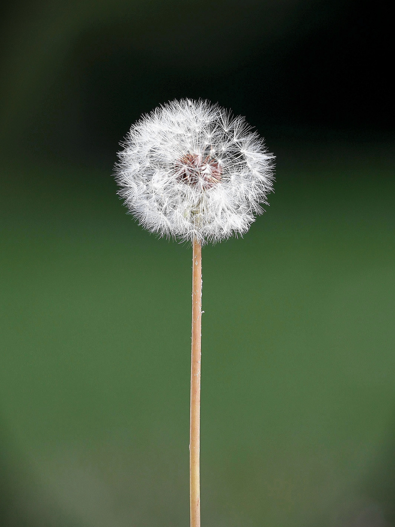 Pusteblume