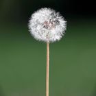 Pusteblume