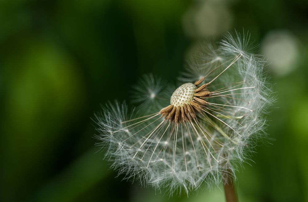 Pusteblume