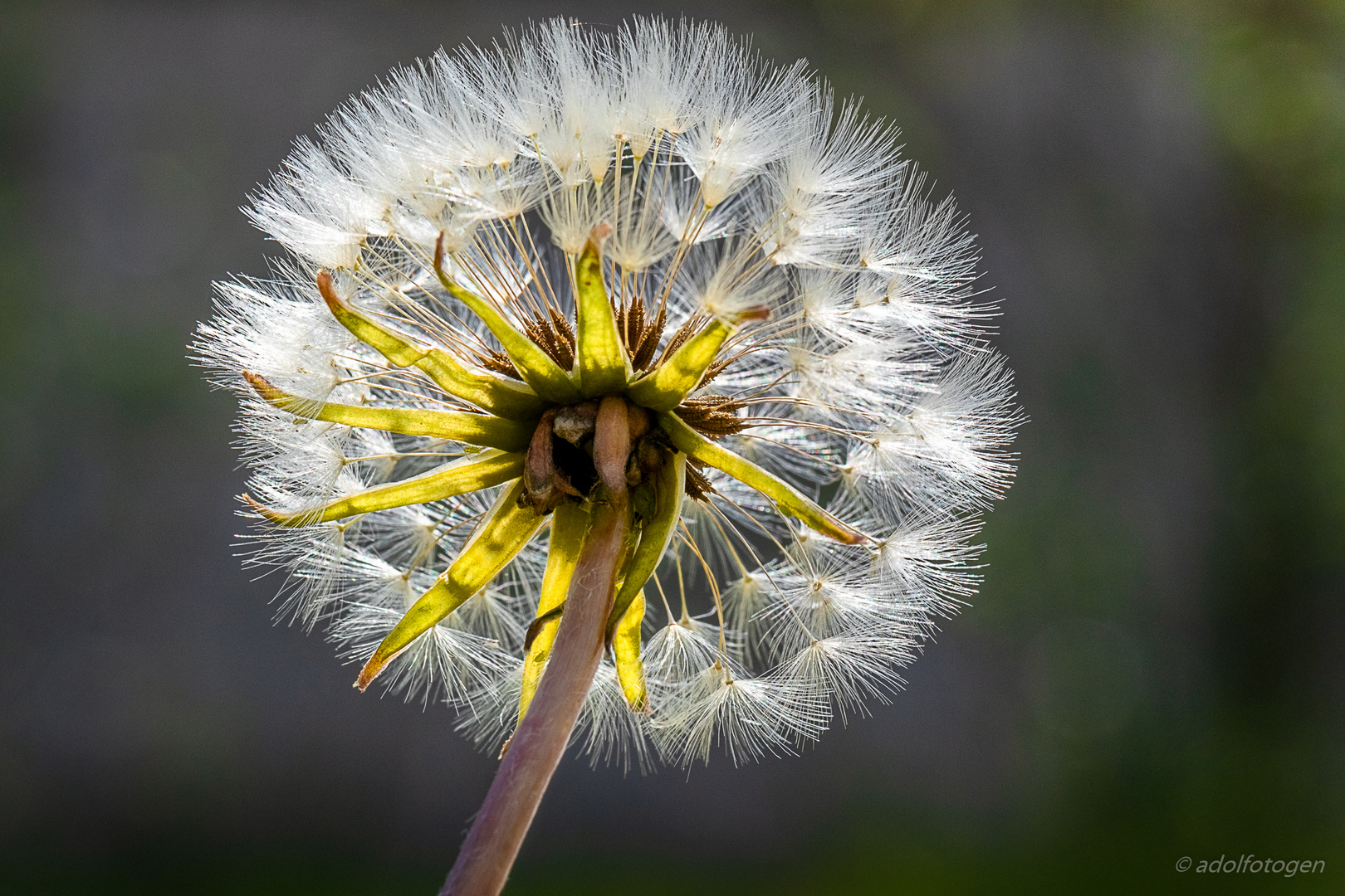 .... Pusteblume ....