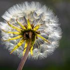 .... Pusteblume ....