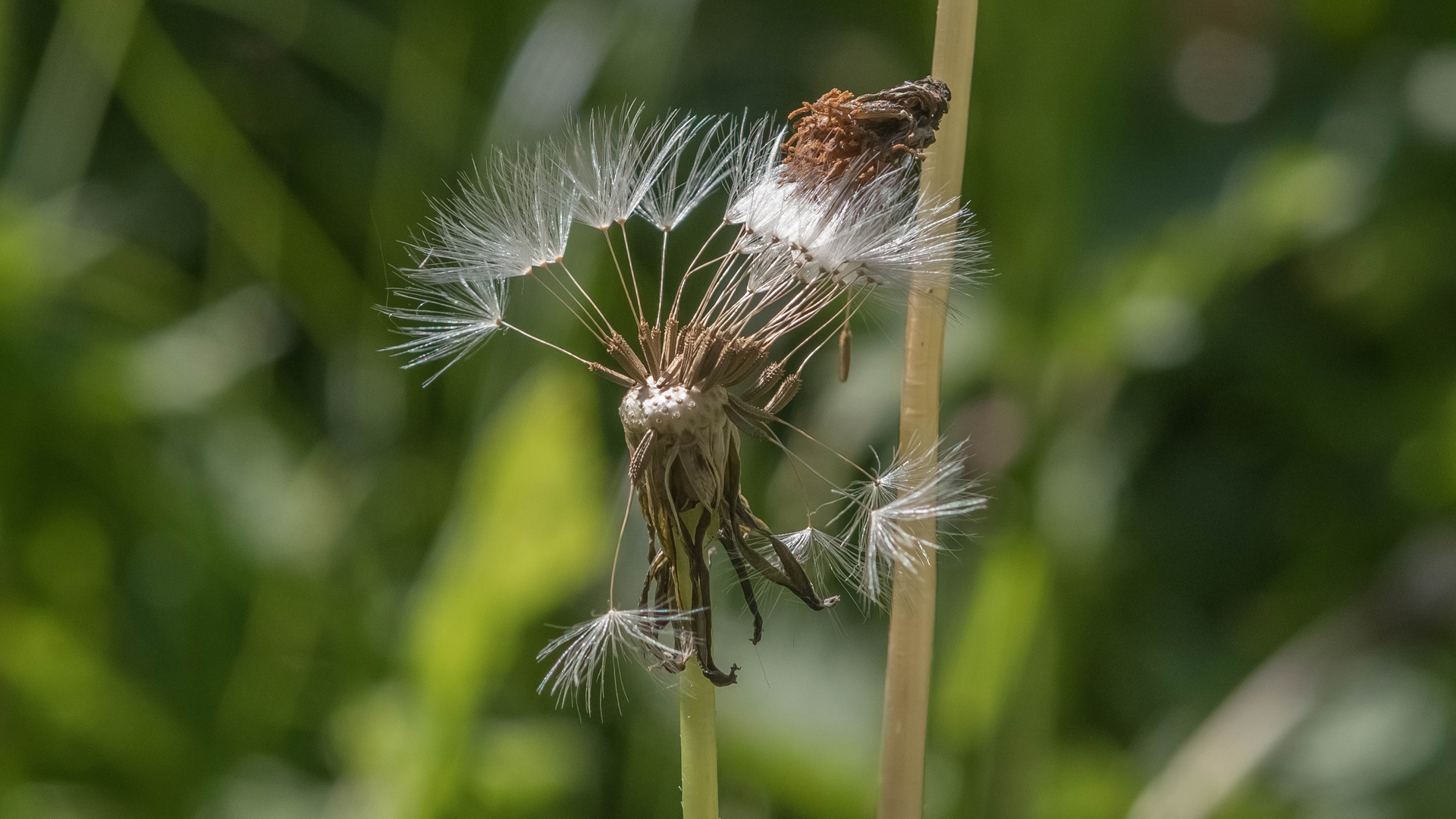 Pusteblume