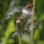 Pusteblume