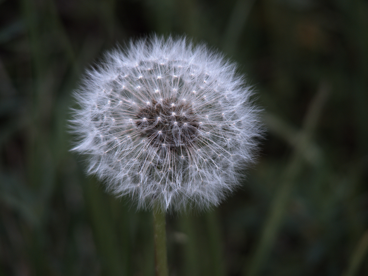 Pusteblume