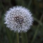 Pusteblume