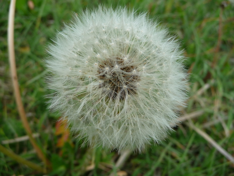 Pusteblume