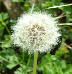 ....Pusteblume.....