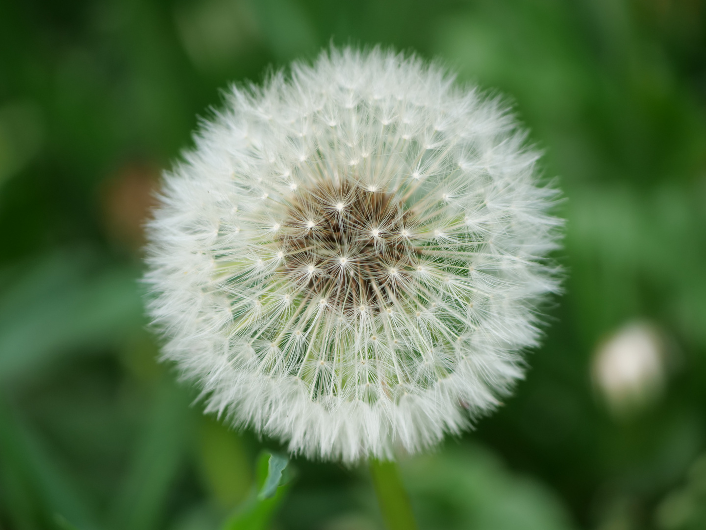 Pusteblume