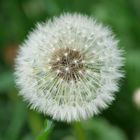 Pusteblume