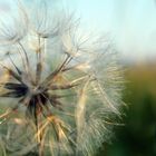 pUsTebLUmE