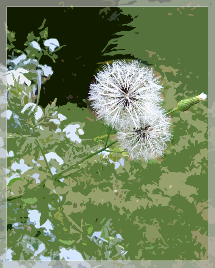 Pusteblume