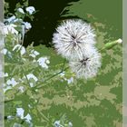 Pusteblume