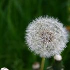 pusteblume