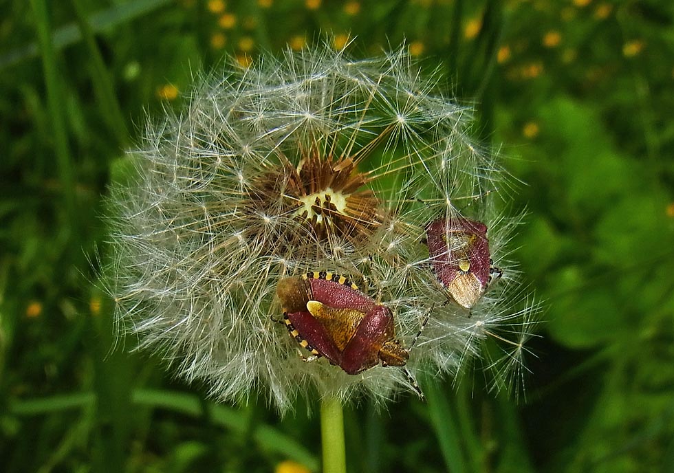 Pusteblume