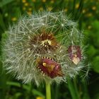 Pusteblume