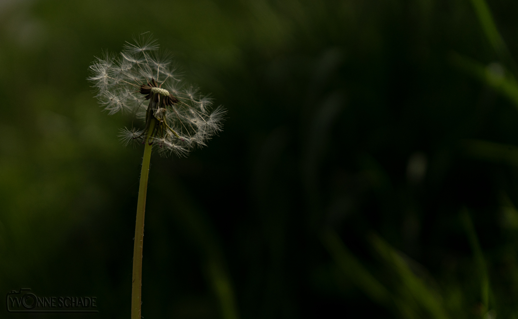 Pusteblume