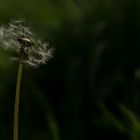 Pusteblume