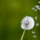 Pusteblume