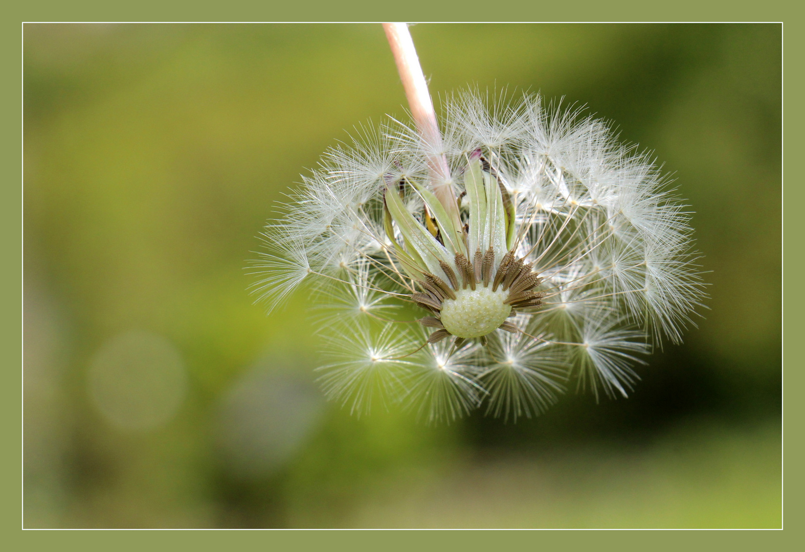 pusteblume 