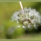 pusteblume 