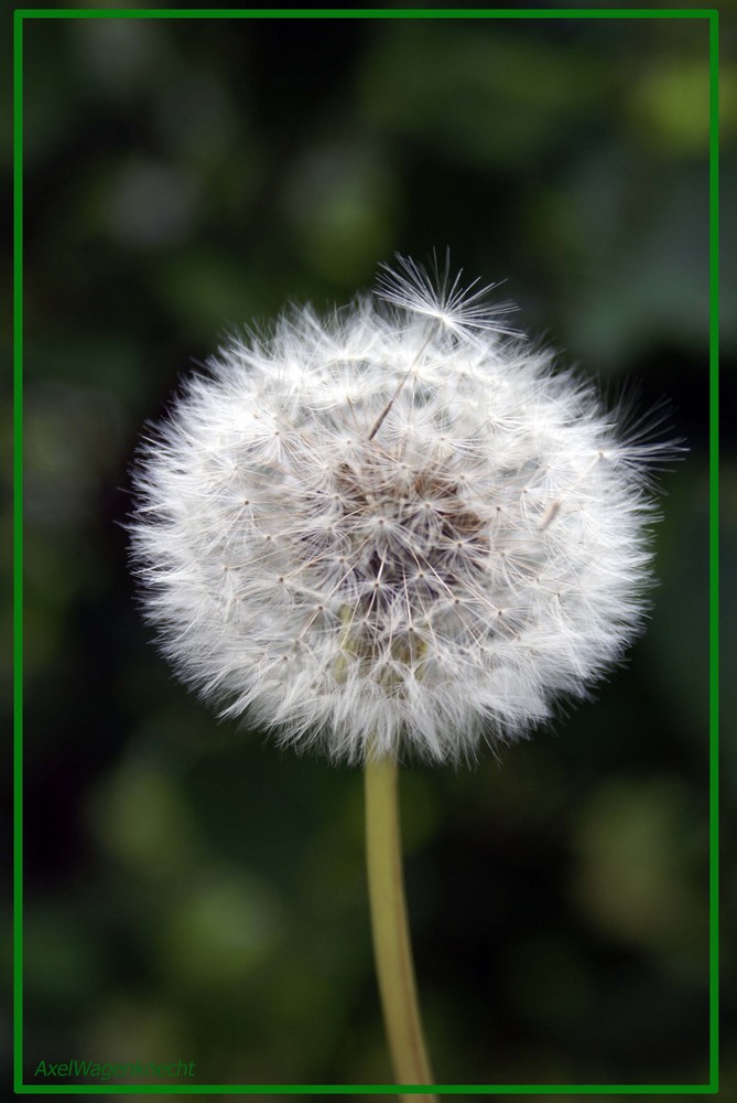 Pusteblume