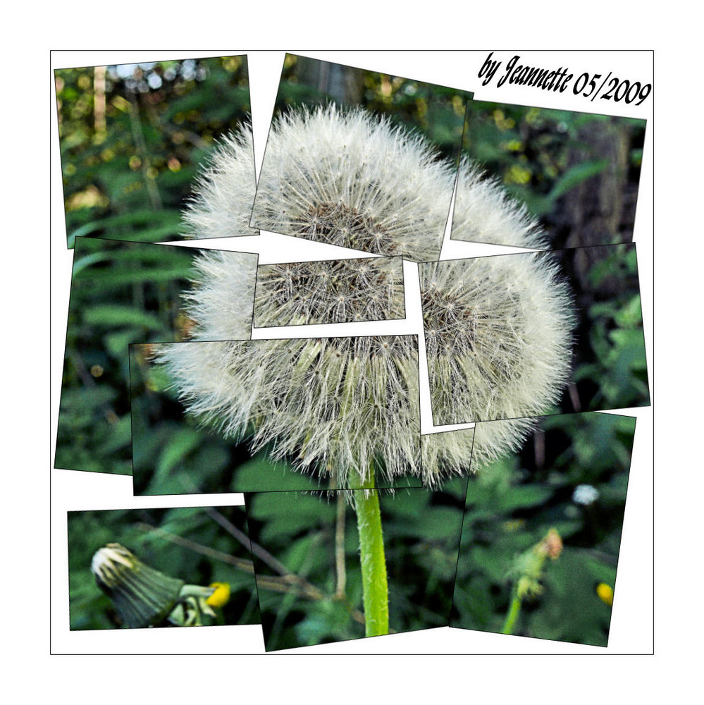 ~~~~Pusteblume~~~~