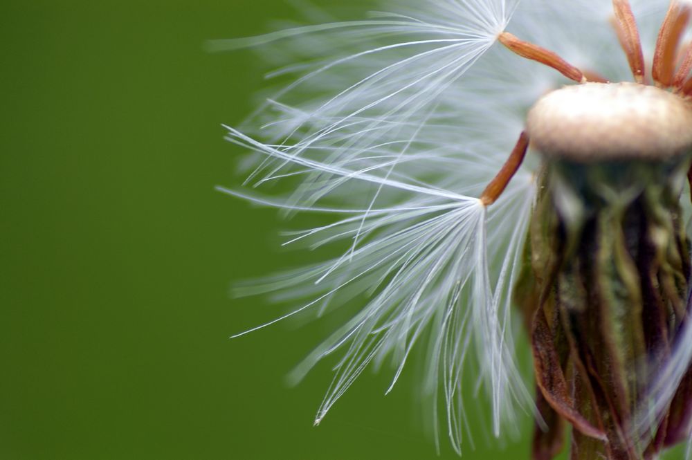 Pusteblume...