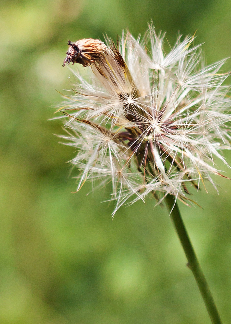 Pusteblume