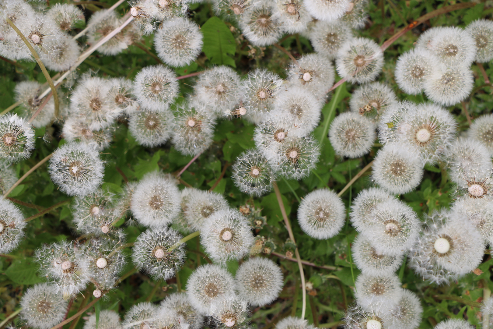 Pusteblume