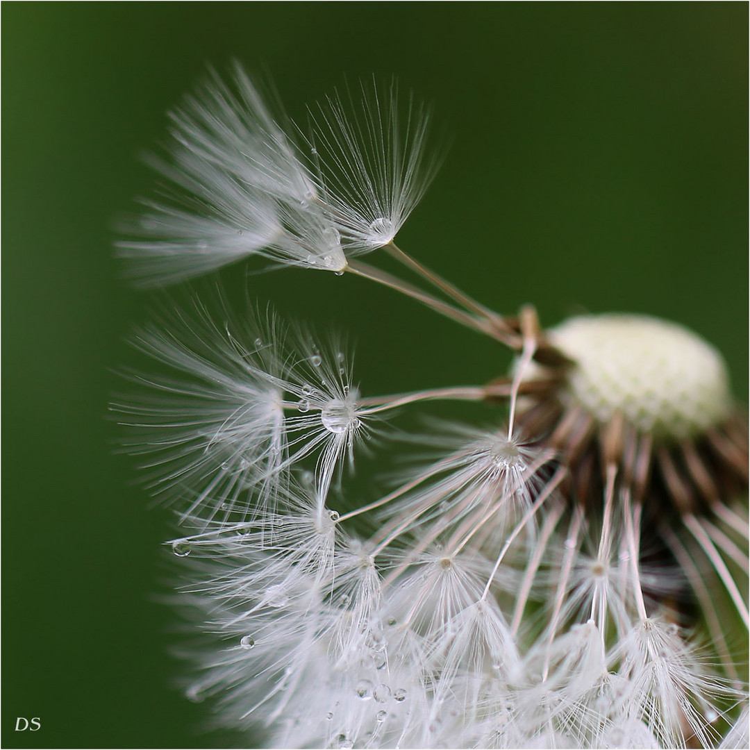 Pusteblume