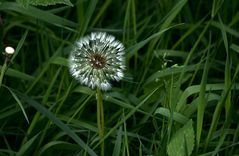 Pusteblume