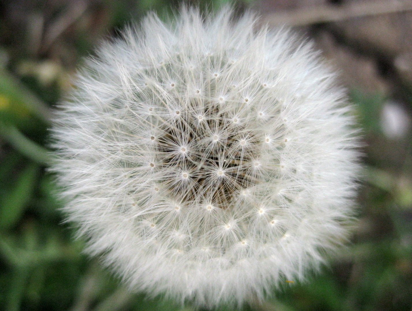 Pusteblume