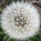 Pusteblume