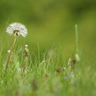 Pusteblume