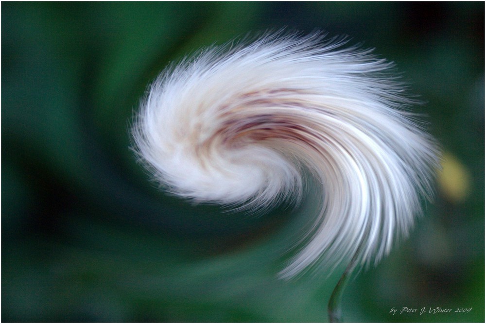 Pusteblume