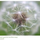 Pusteblume