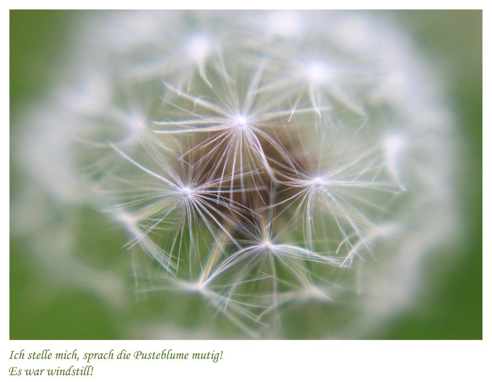 Pusteblume