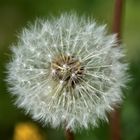 Pusteblume