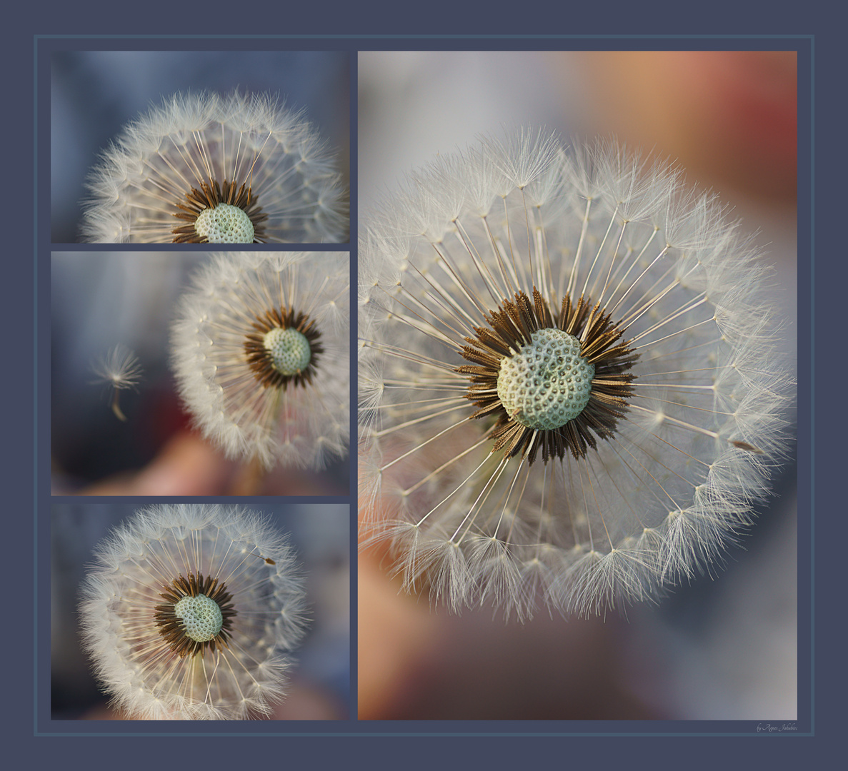 Pusteblume