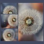 Pusteblume