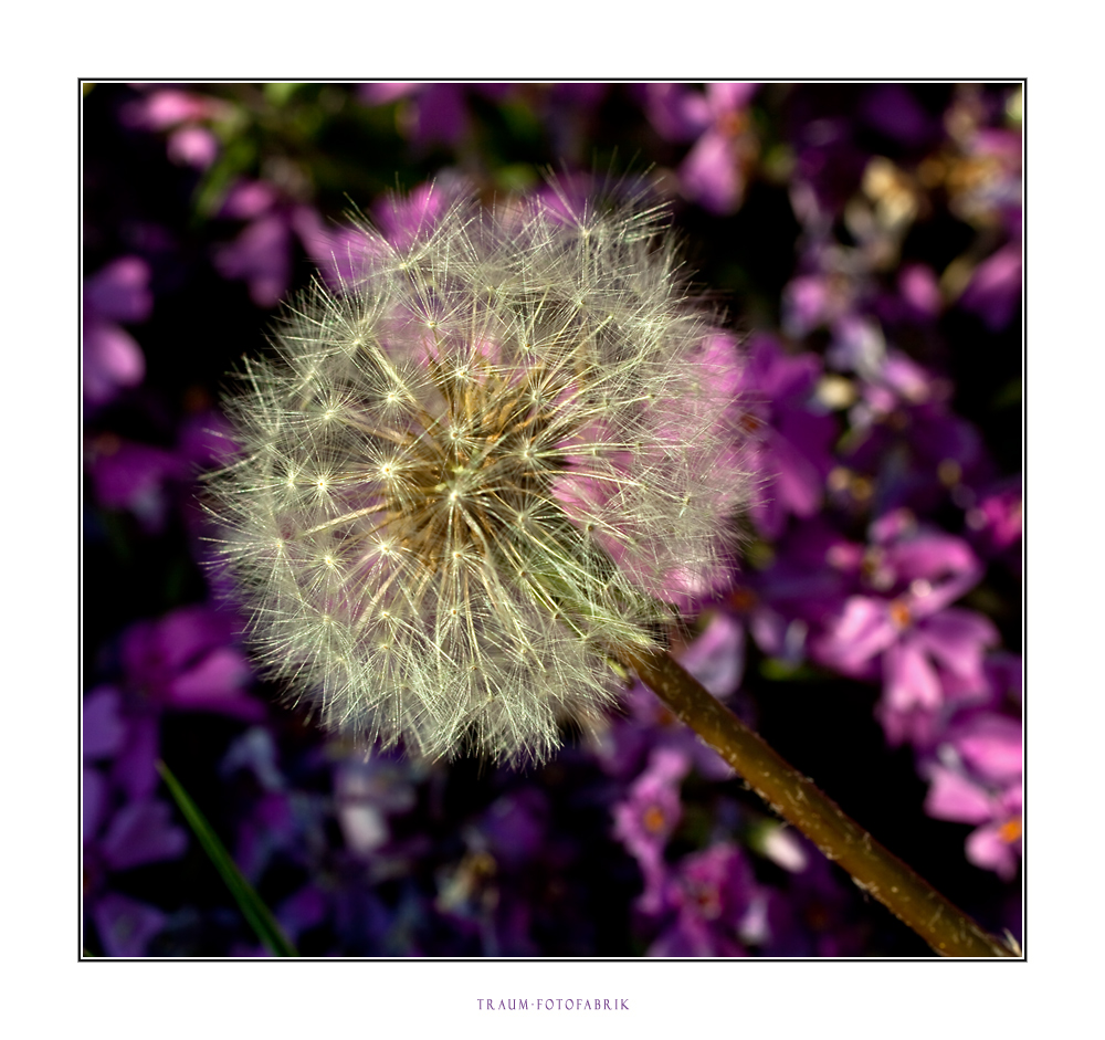 Pusteblume